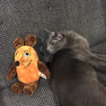 Die Maus hat keine Angst vor Katzen.